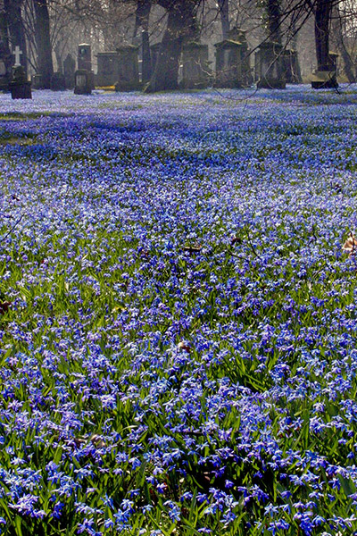 Das blaue Blütenmeer